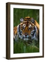 Tiger-null-Framed Photographic Print