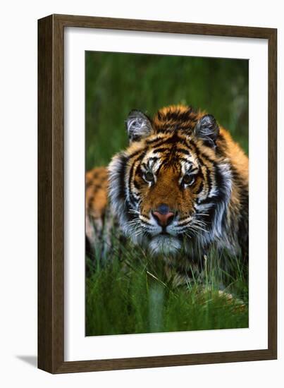 Tiger-null-Framed Photographic Print