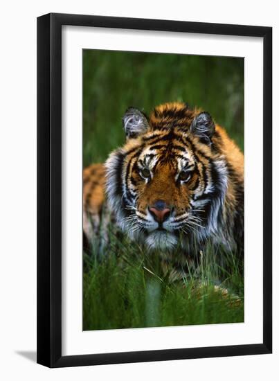 Tiger-null-Framed Photographic Print