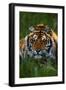 Tiger-null-Framed Photographic Print