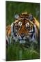 Tiger-null-Mounted Photographic Print