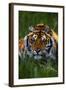 Tiger-null-Framed Photographic Print