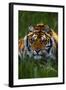 Tiger-null-Framed Photographic Print