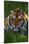 Tiger-null-Mounted Photographic Print