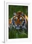 Tiger-null-Framed Photographic Print