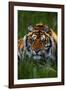 Tiger-null-Framed Photographic Print