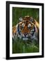 Tiger-null-Framed Photographic Print