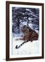 Tiger-null-Framed Photographic Print