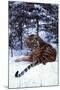 Tiger-null-Mounted Photographic Print