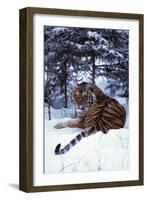 Tiger-null-Framed Photographic Print