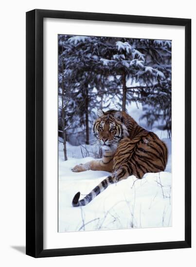 Tiger-null-Framed Photographic Print