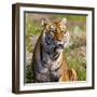 Tiger-null-Framed Photographic Print