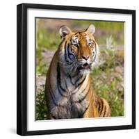 Tiger-null-Framed Photographic Print