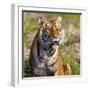 Tiger-null-Framed Photographic Print