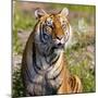 Tiger-null-Mounted Photographic Print