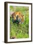 Tiger-null-Framed Photographic Print