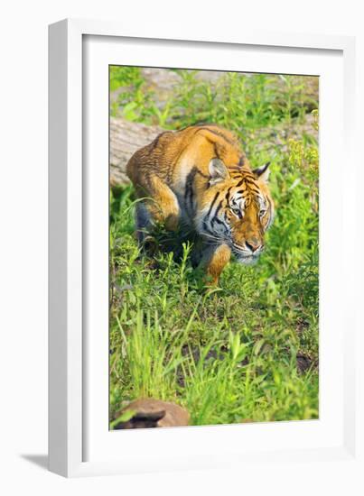 Tiger-null-Framed Photographic Print