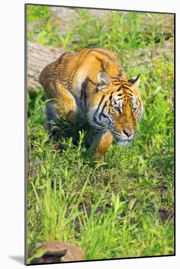 Tiger-null-Mounted Photographic Print