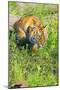 Tiger-null-Mounted Photographic Print