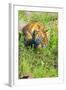 Tiger-null-Framed Photographic Print