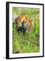 Tiger-null-Framed Photographic Print