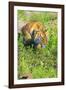 Tiger-null-Framed Photographic Print