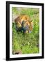 Tiger-null-Framed Photographic Print