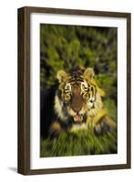 Tiger-null-Framed Photographic Print