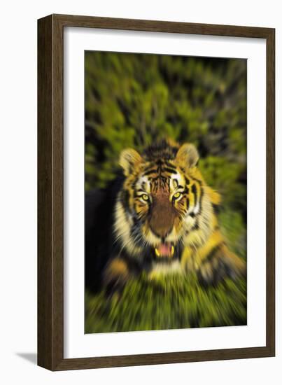 Tiger-null-Framed Photographic Print