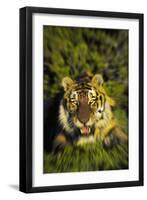 Tiger-null-Framed Photographic Print