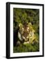 Tiger-null-Framed Photographic Print