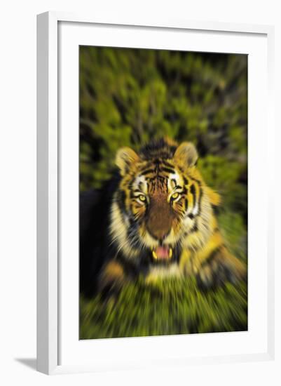 Tiger-null-Framed Photographic Print