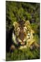 Tiger-null-Mounted Photographic Print