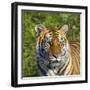 Tiger-null-Framed Photographic Print