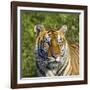 Tiger-null-Framed Photographic Print