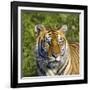 Tiger-null-Framed Photographic Print