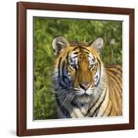 Tiger-null-Framed Photographic Print