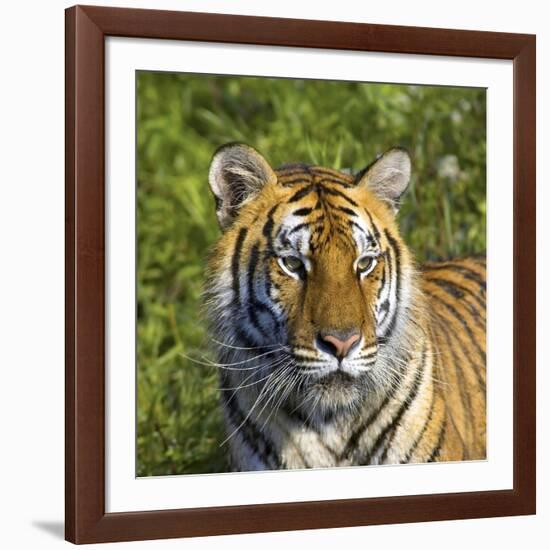 Tiger-null-Framed Photographic Print