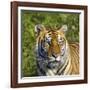 Tiger-null-Framed Photographic Print