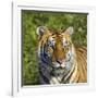 Tiger-null-Framed Photographic Print