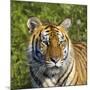 Tiger-null-Mounted Photographic Print