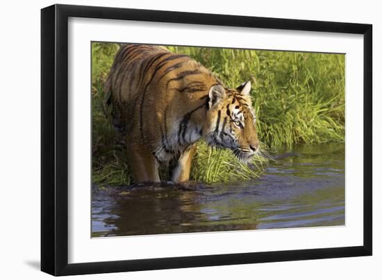 Tiger-null-Framed Photographic Print