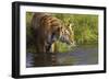 Tiger-null-Framed Photographic Print