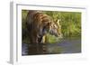 Tiger-null-Framed Photographic Print