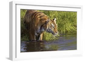 Tiger-null-Framed Photographic Print