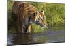 Tiger-null-Mounted Photographic Print