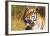 Tiger-null-Framed Photographic Print