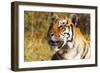 Tiger-null-Framed Photographic Print