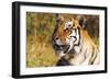 Tiger-null-Framed Photographic Print