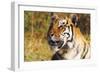 Tiger-null-Framed Photographic Print